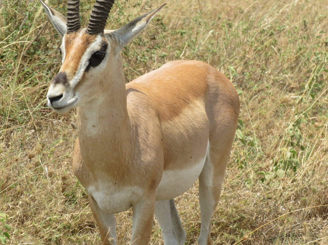 Kibowhy Safaris Limited-阿鲁沙必去景点