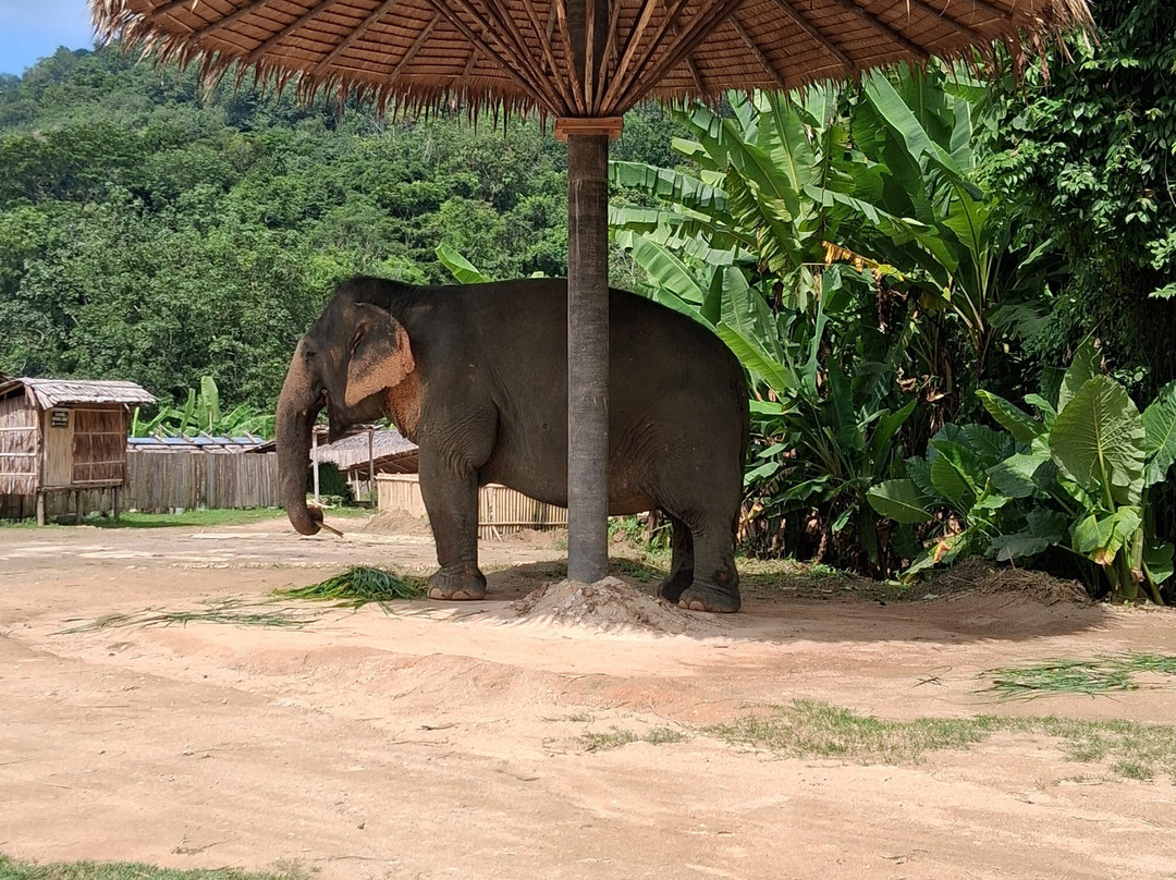 Hidden Forest Elephant Reserve-查龙必去景点