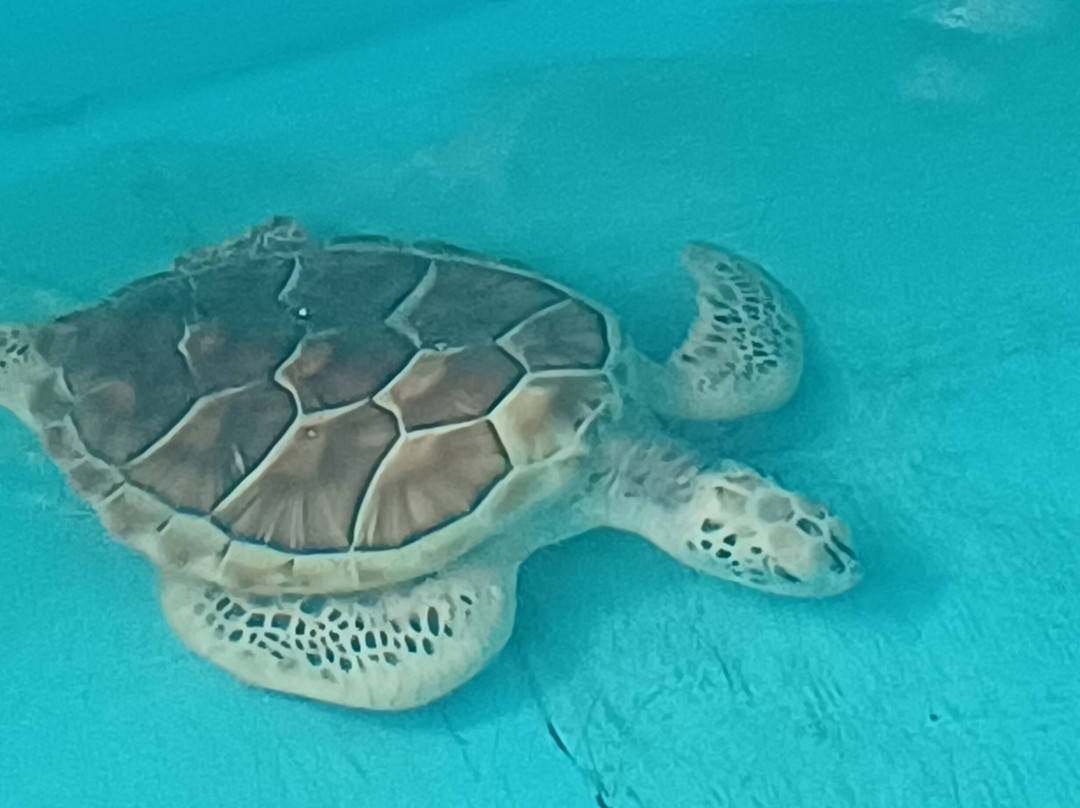 Ahungalla Sea Turtles Conservation And Research Center-亚洪加拉必去景点
