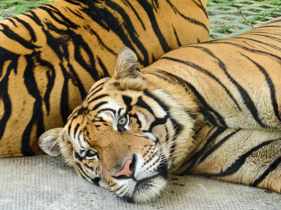 Tiger PARK Phuket-查龙必去景点