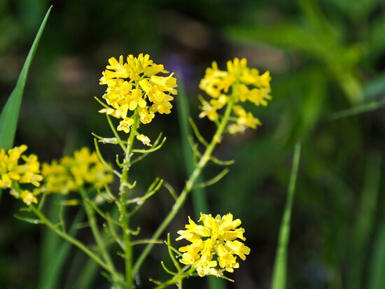 Dean Nature Sanctuary-奥克布鲁克必去景点