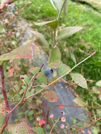 Viveiro Frutopia-Sao Bento do Sapucai必去景点