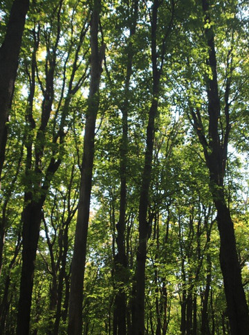 Nottawasaga Lookout Provincial Nature Reserve