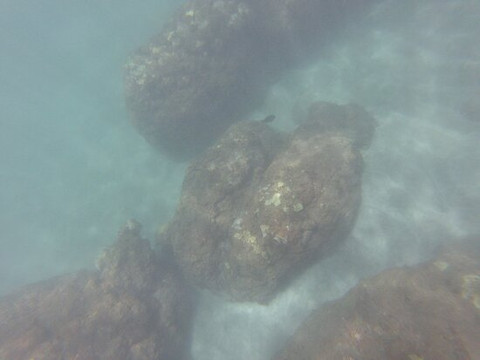 Kauai Sea Rider Snorkel & Whale Watching Tours-坡伊普必去景点