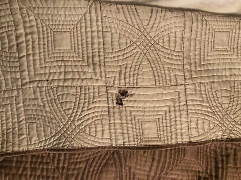 Americas Best Value Inn Baird-官方