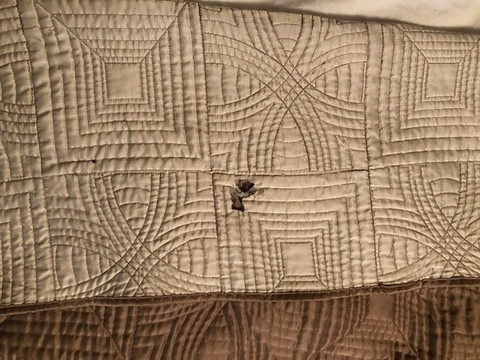 Americas Best Value Inn Baird主图