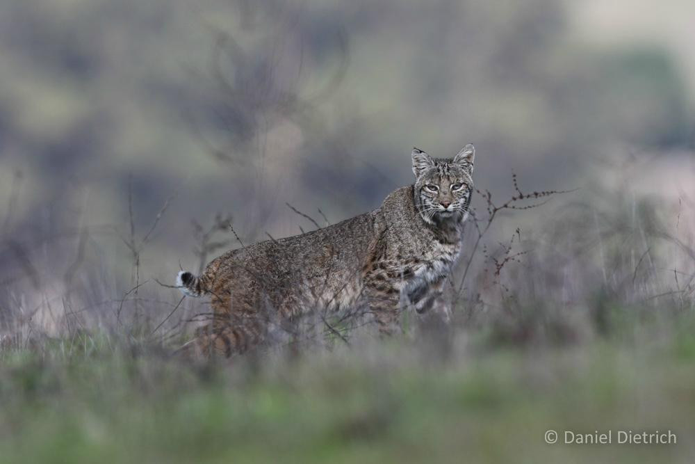 Point Reyes Safaris景点图片