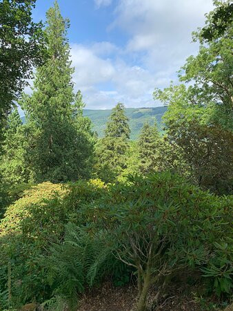 Ardkinglas Woodland Garden景点图片