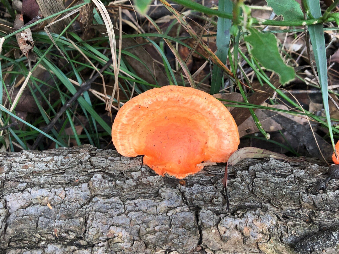 Valley Heights Fire Trail-Valley Heights必去景点