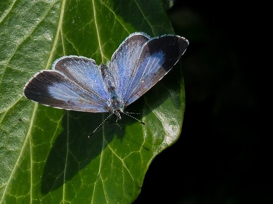 Smestow Valley Local Nature Reserve-沃尔夫汉普顿必去景点