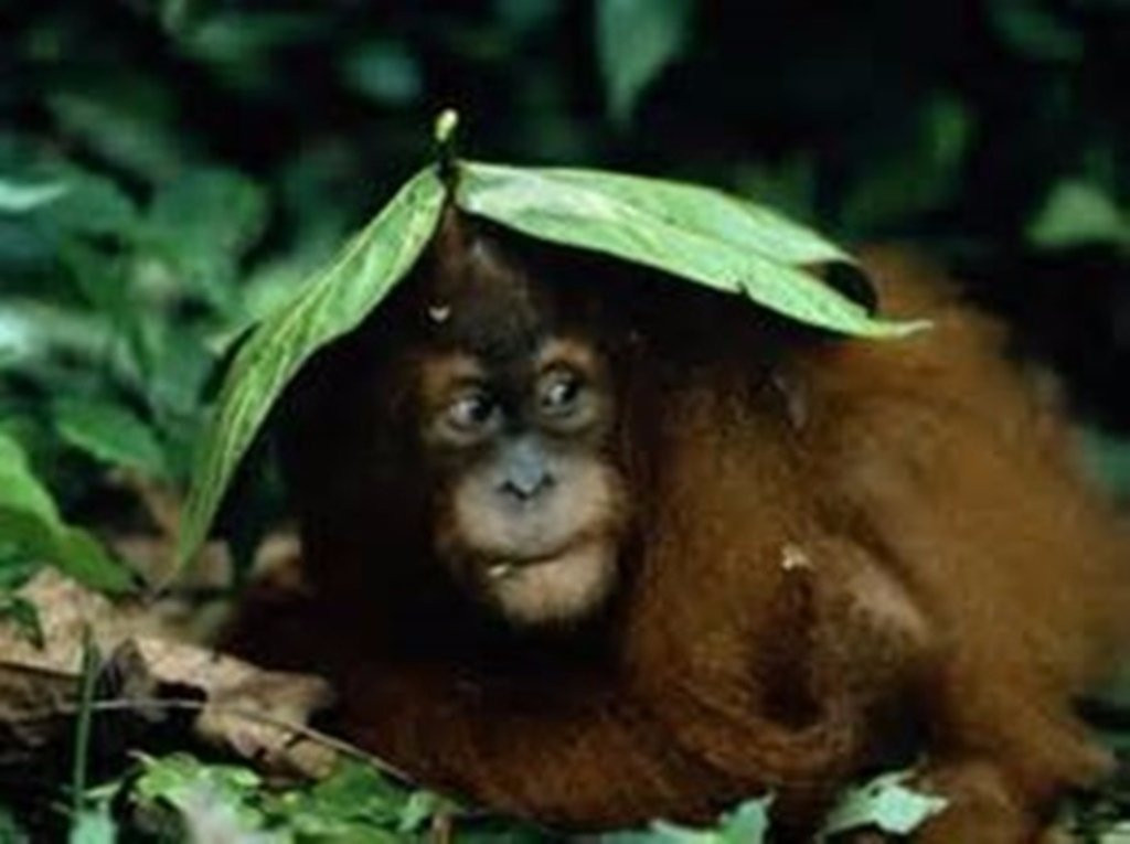 Sumatra Jungle Adventure景点图片