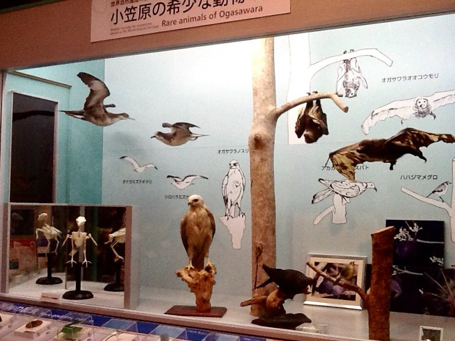 Ogasawara Visitor Center景点图片