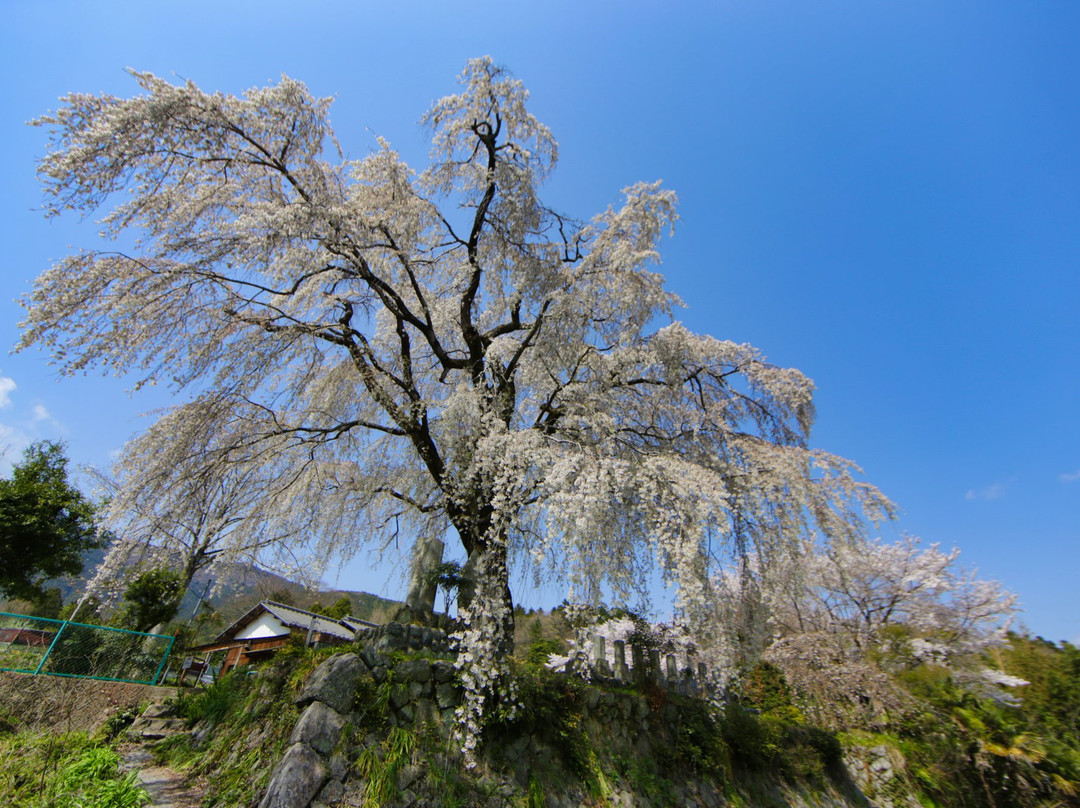 Harama no Itozakura景点图片