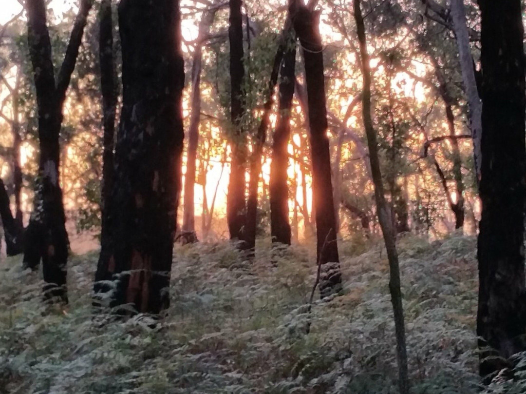 Narrawong Flora Reserve景点图片