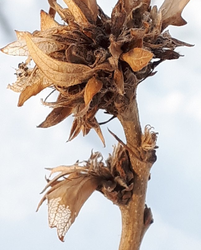 Birds Hill Provincial Park-曼尼托巴省必去景点