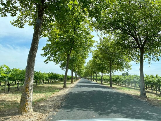 Rymill Coonawarra-Glenroy必去景点