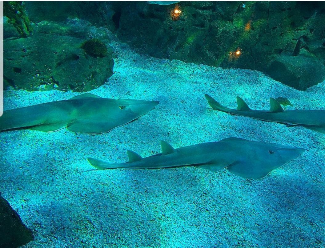 Aqua Vega Aquarium-安卡拉必去景点