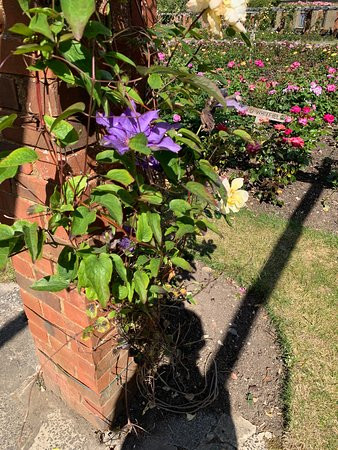 Southsea Rose Garden景点图片