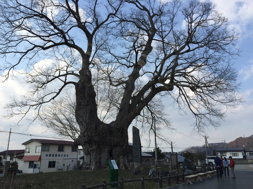 东根市旅游景点-Big Zelkova of Higashine