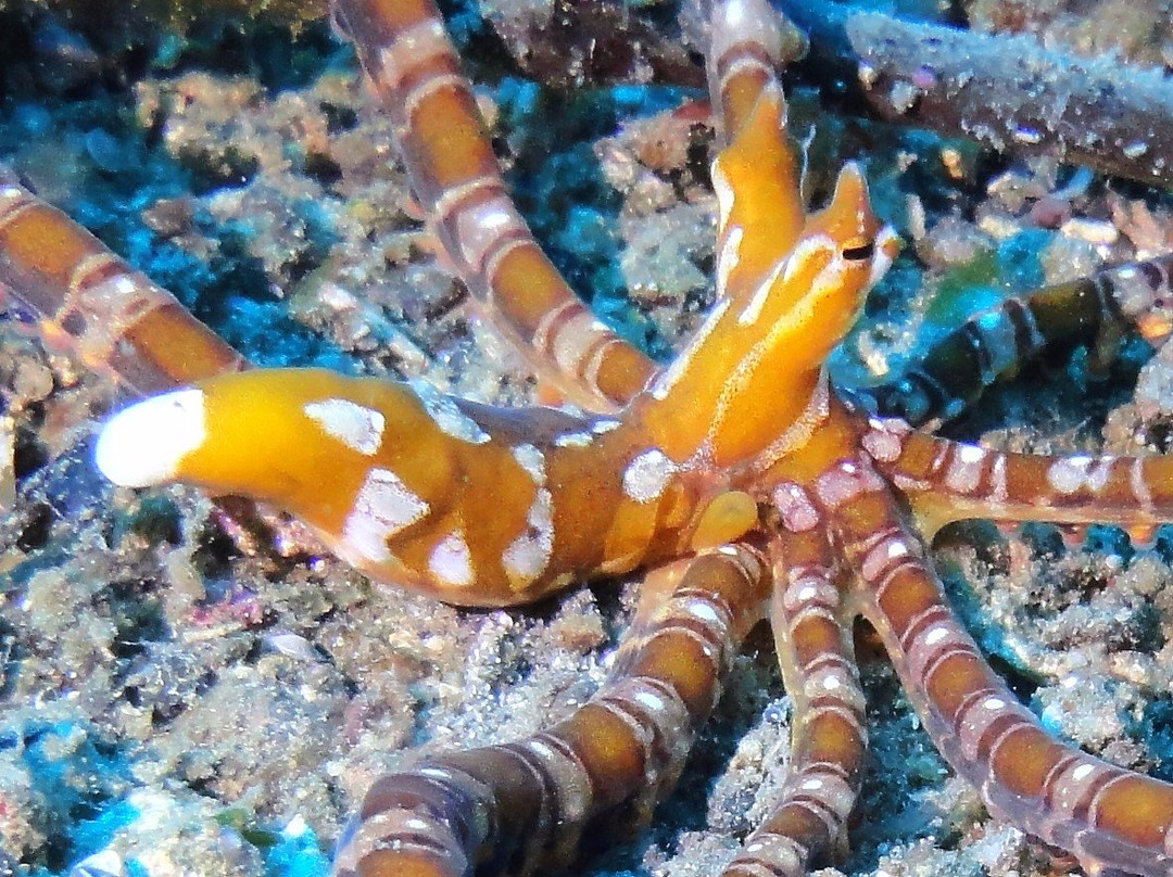 Lembeh Strait景点图片