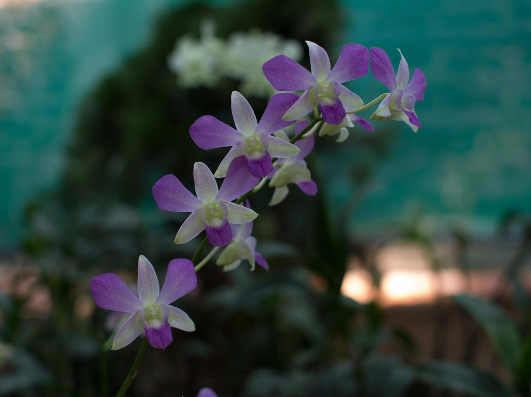 Kaziranga National Orchid And Biodiversity Park景点图片