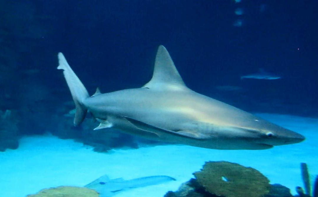 Shark Reef Aquarium景点图片