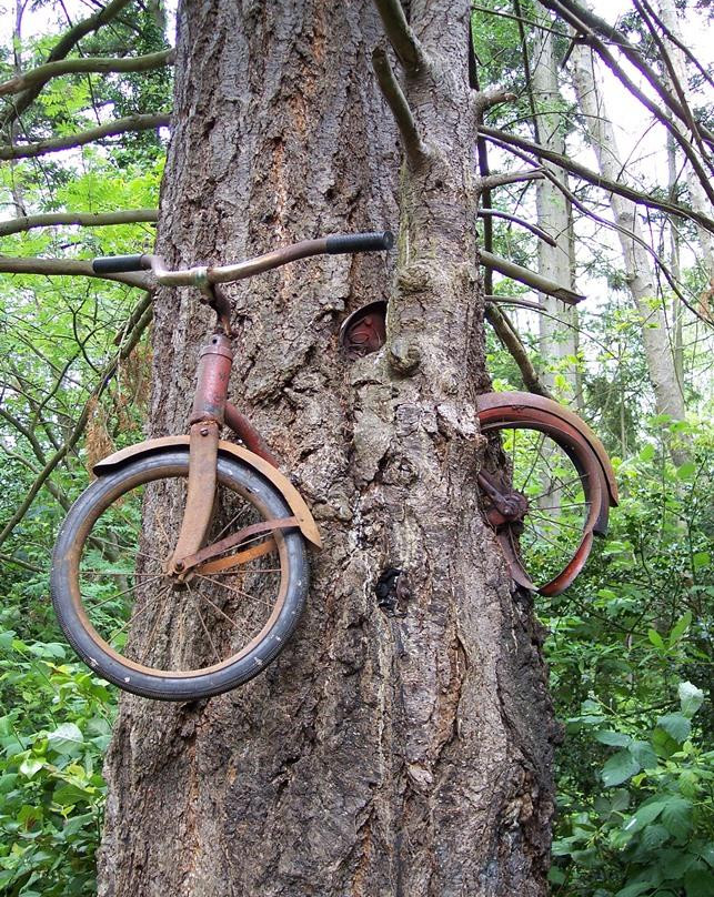 Old Bicycle in the Tree景点图片