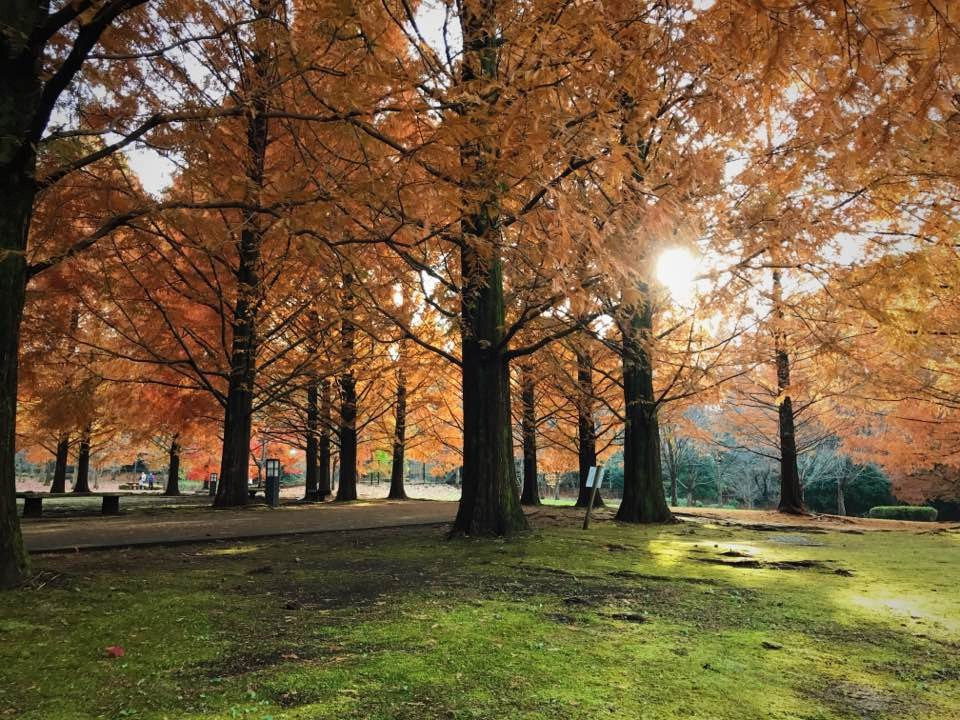 Nagaoka Park-宇都宫市必去景点