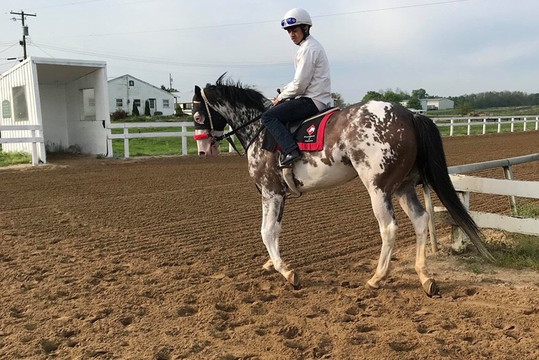 Rarest Thoroughbreds in the World Tour-列克星敦必去景点