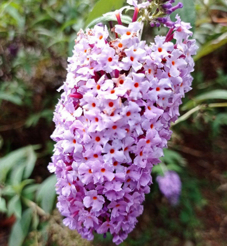 Cerro El Volador-麦德林必去景点