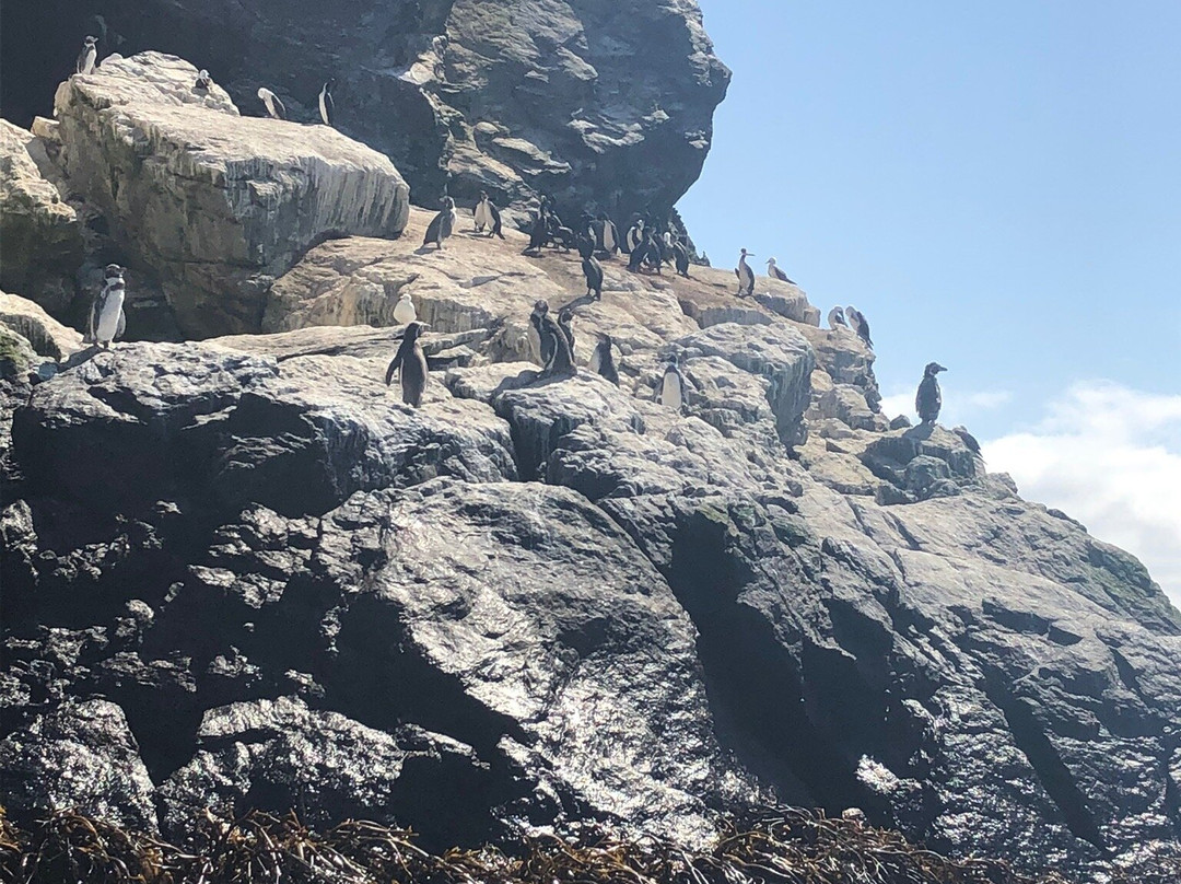 Reserva Nacional Pinguino de Humboldt景点图片