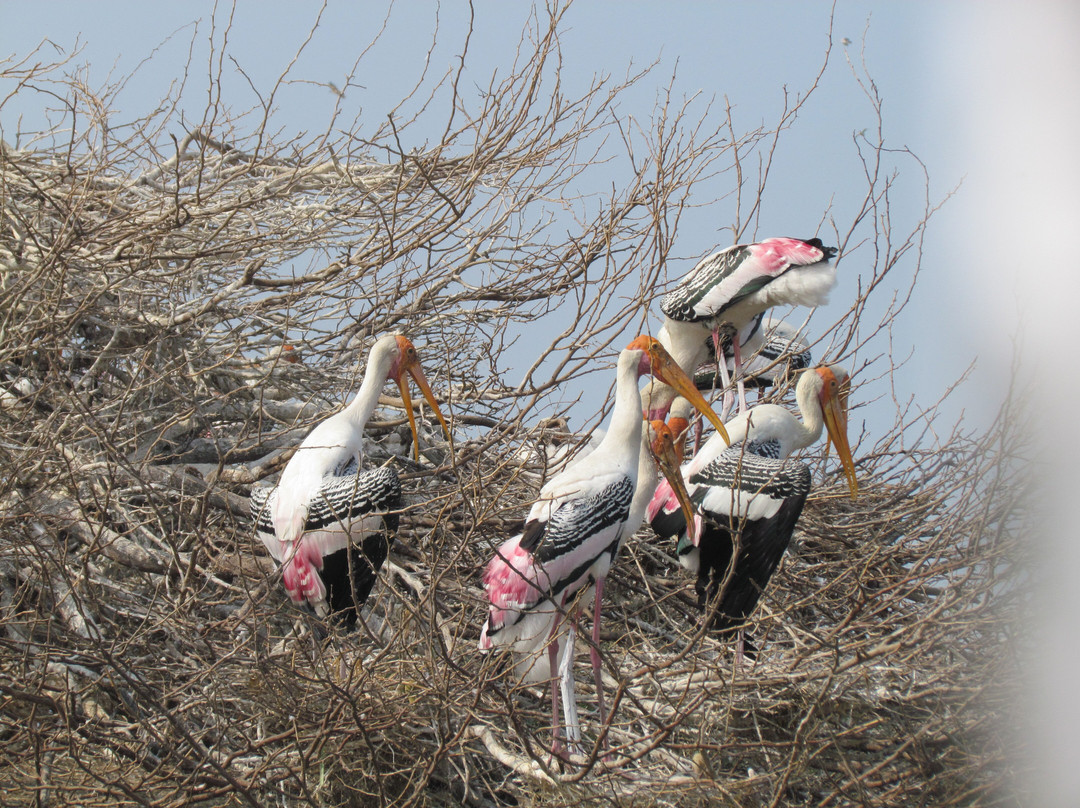 Kolleru Bird Sanctuary景点图片