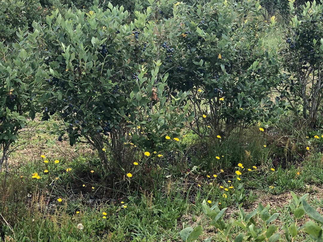 Blueberry Country Ltd.-Ngatea必去景点