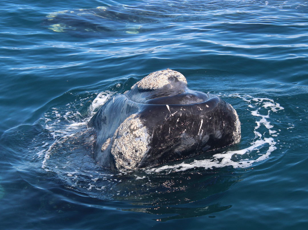 Southern Spirit Cruises (Whale watching)景点图片