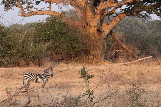 Mdonya Old River Camp主图