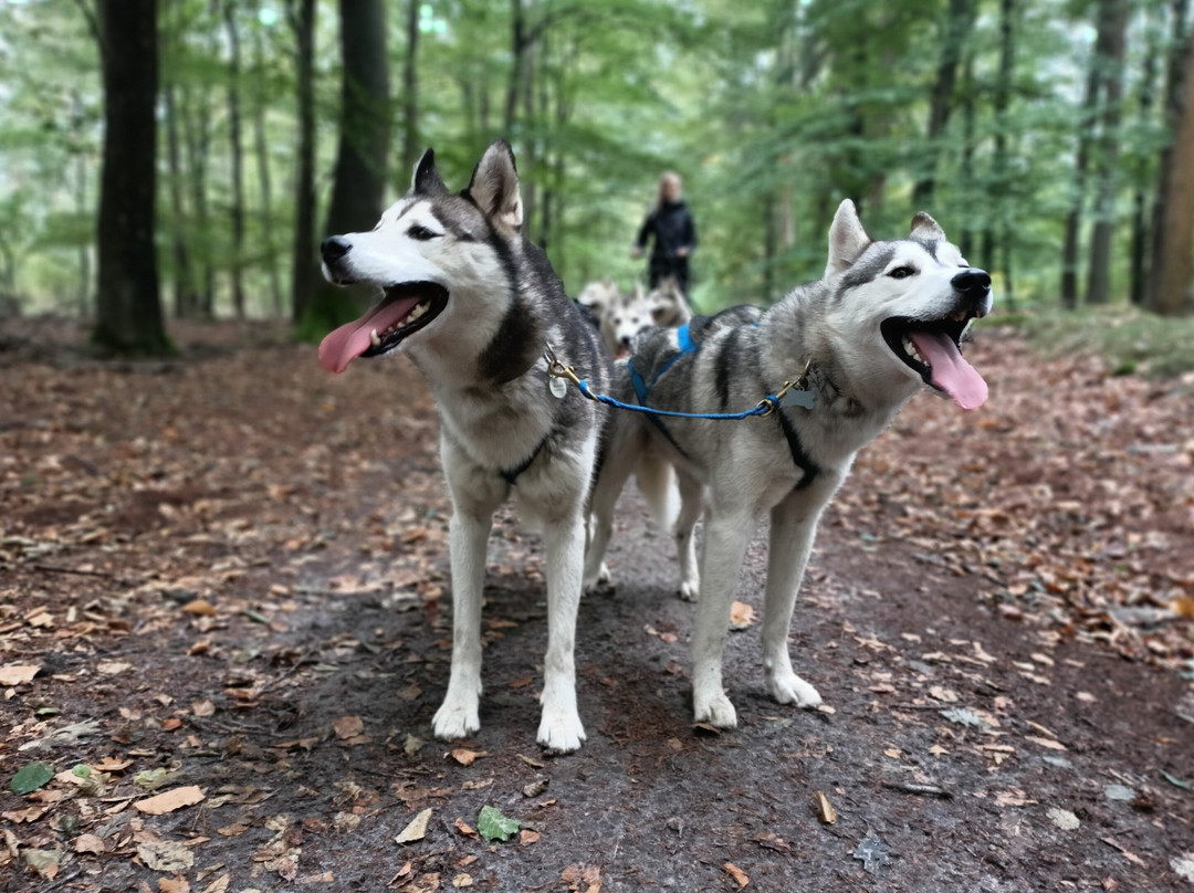 Dutch Husky Experience景点图片