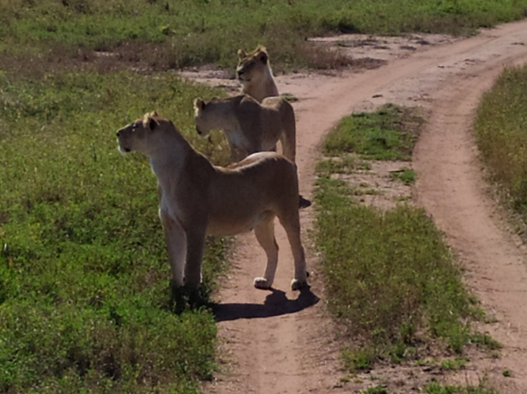 Safari Kenya Tanzania-瓦塔木必去景点
