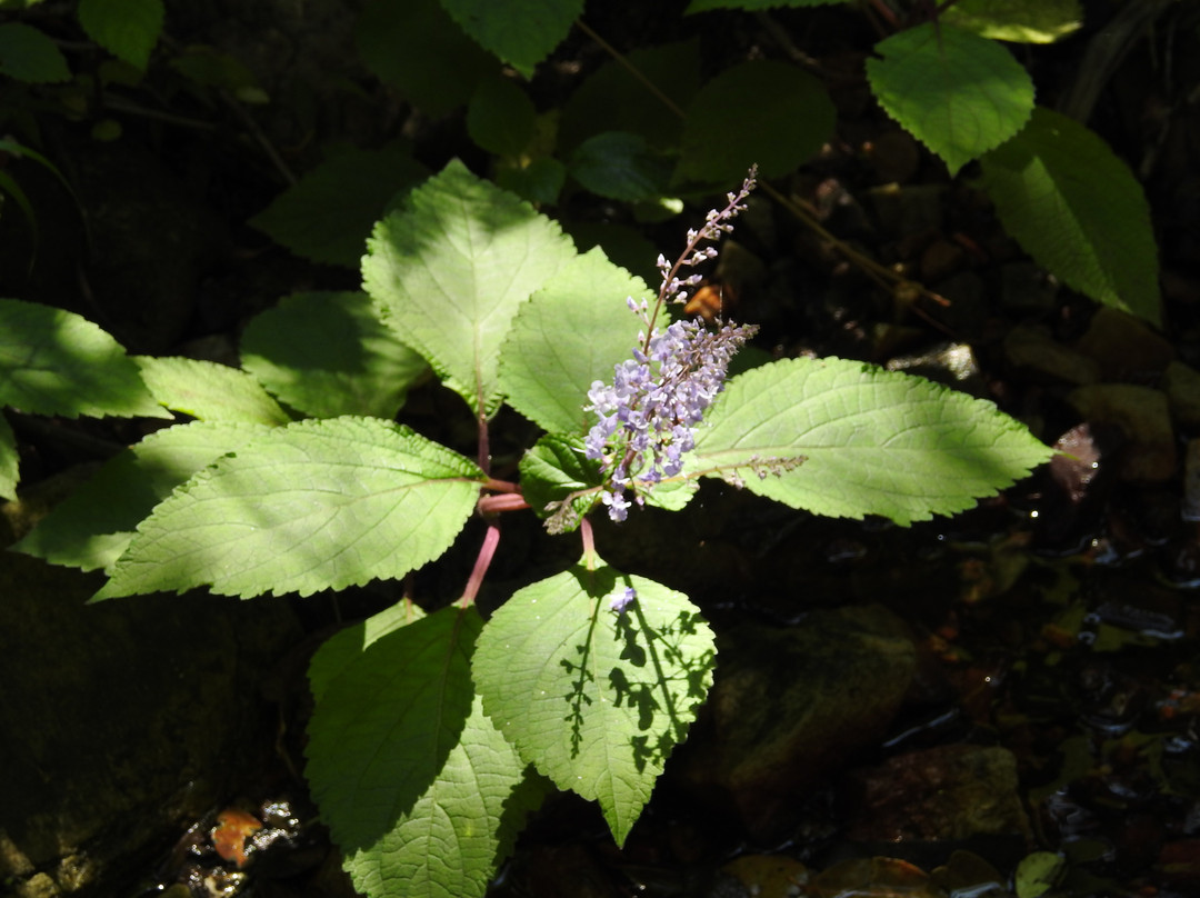 Natures Valley Beach-自然谷必去景点