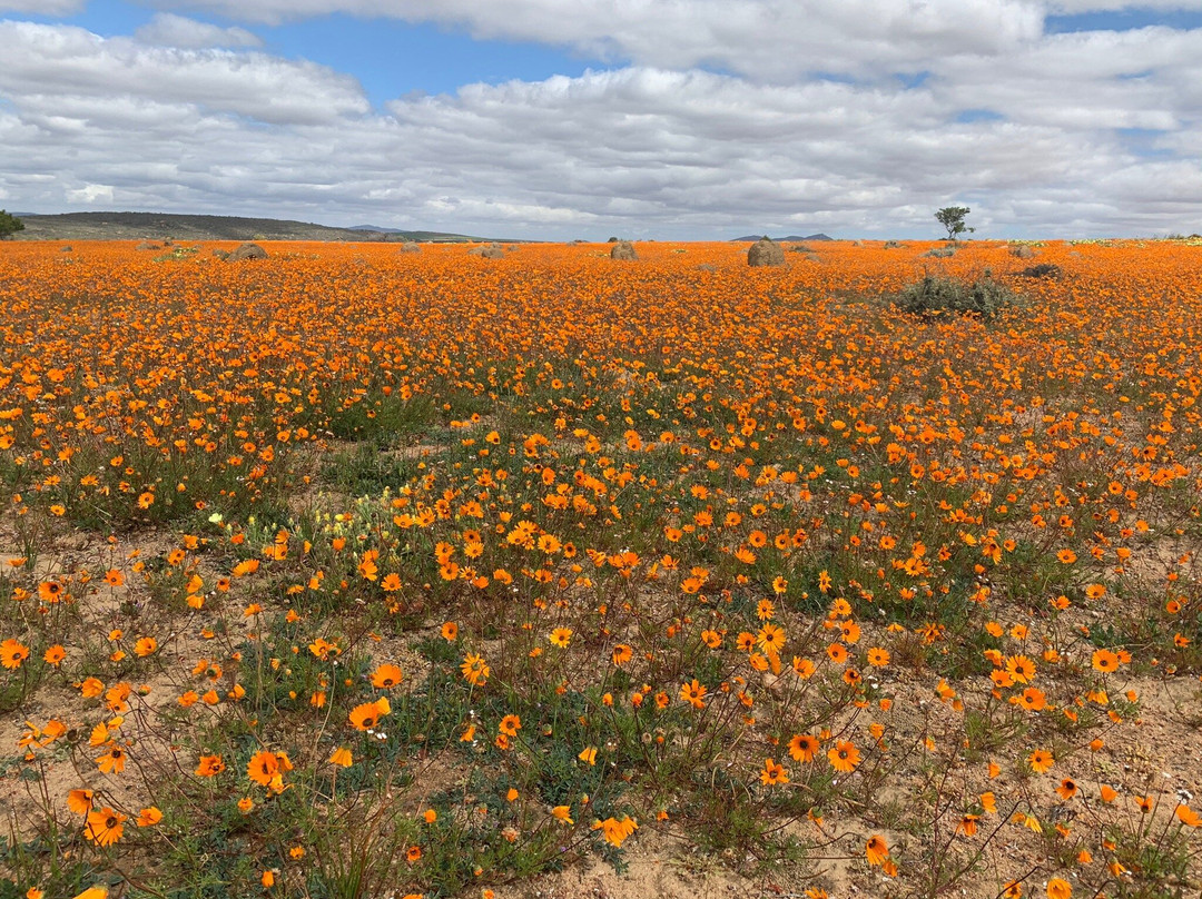 Skilpad Wild Flower Reserve-Garies必去景点