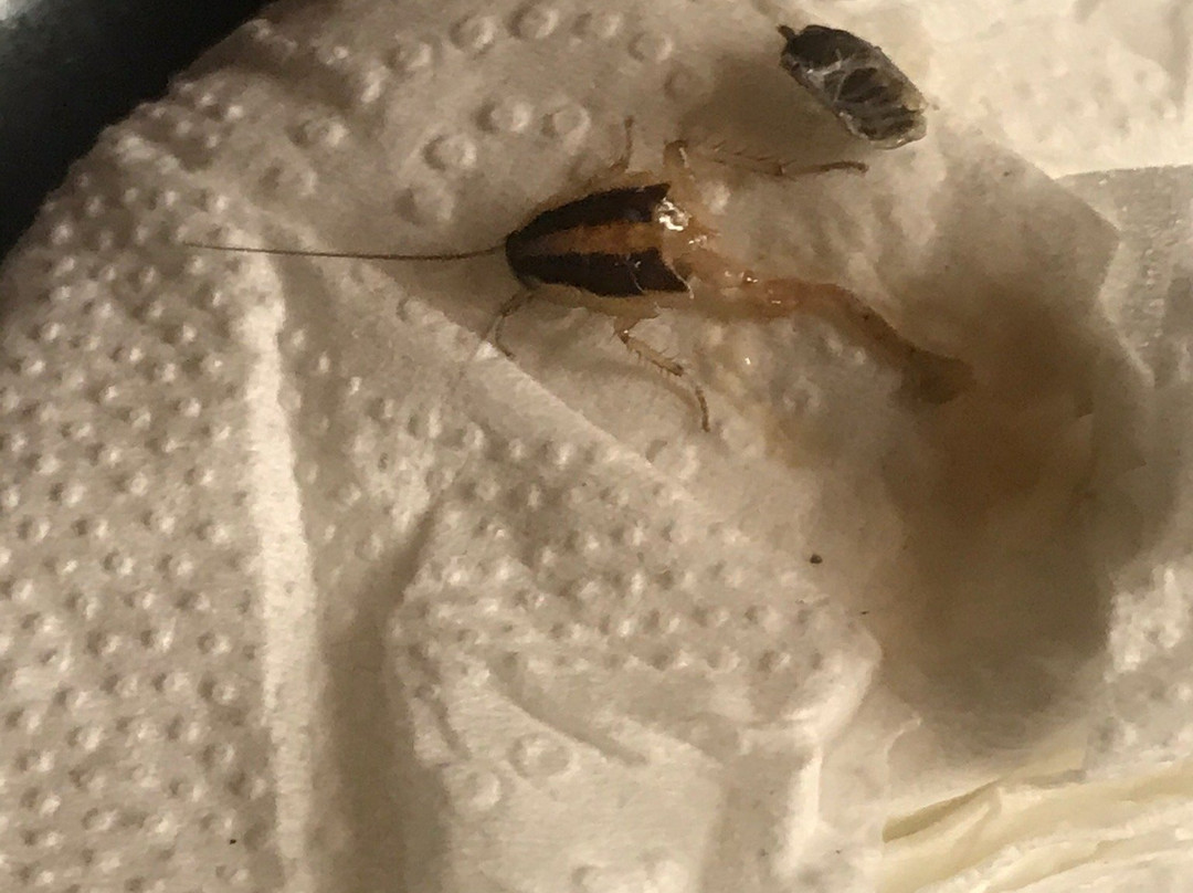 Fairfield by Marriott Inn & Suites Atlanta Cumming/Johns Creek主图