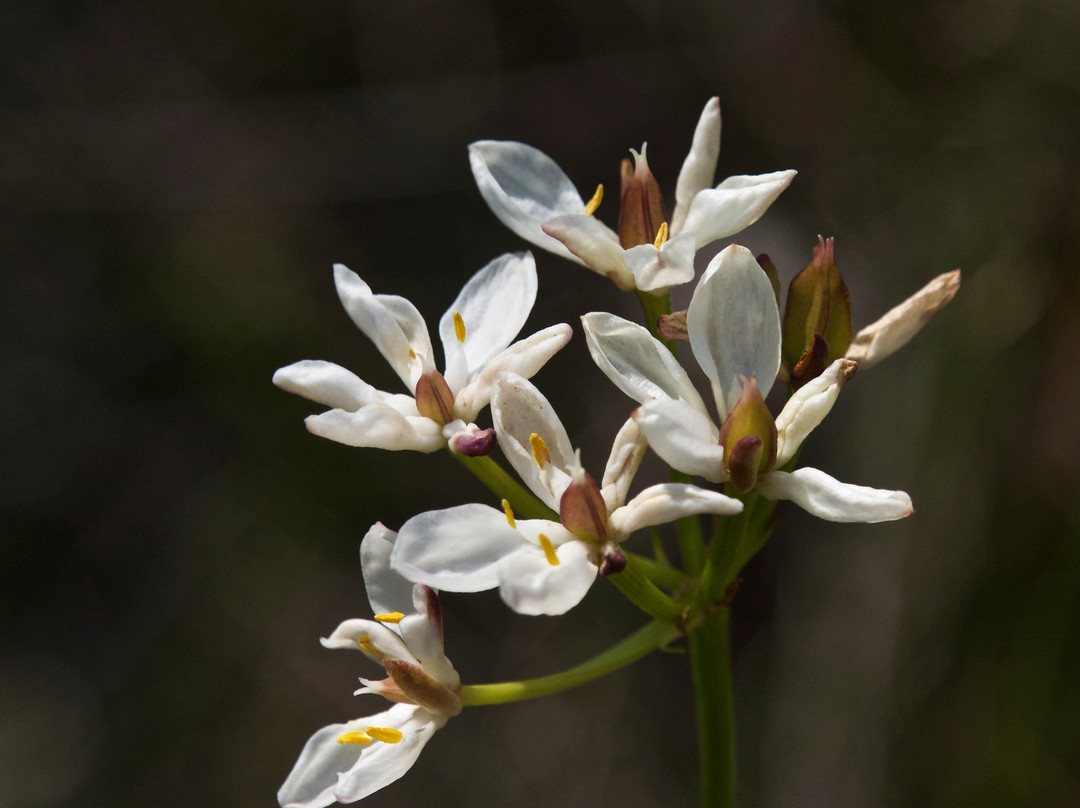 Wireless Hill Park-Ardross必去景点