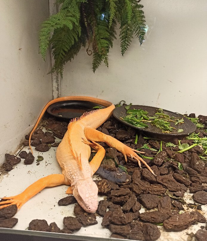 Suoi Do Pagoda-芽庄必去景点