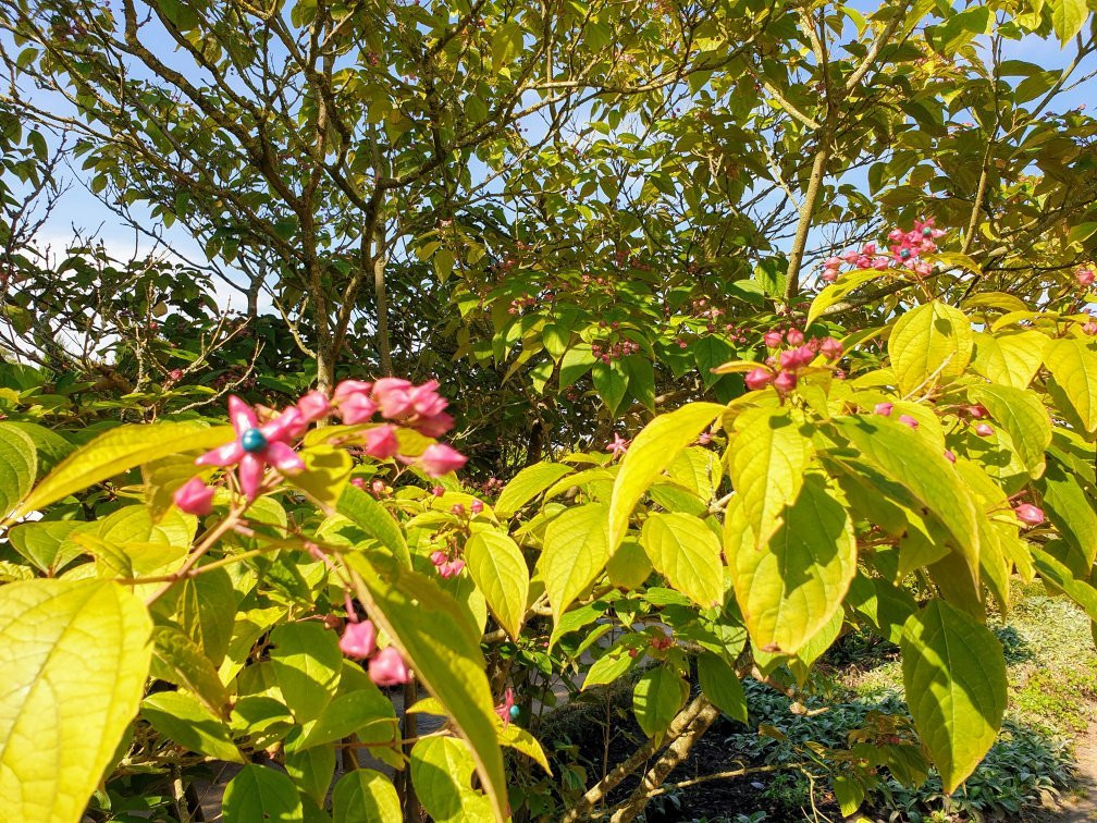 Arboretum Ellerhoop景点图片