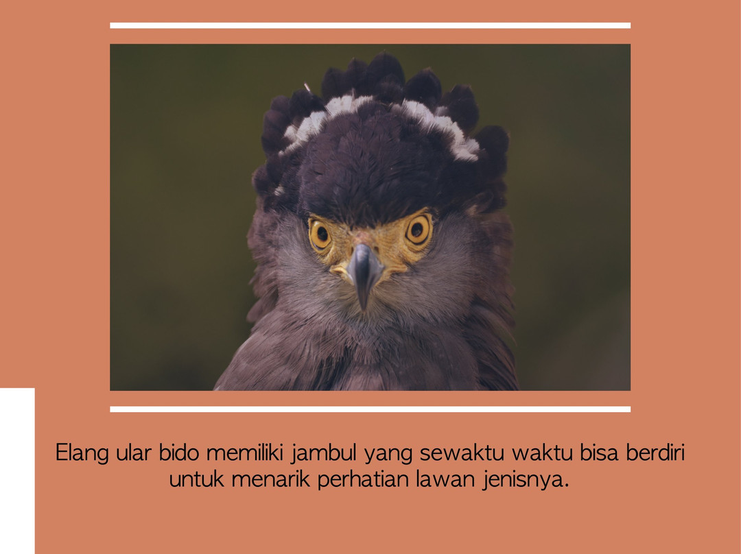 Surabaya Zoo-泗水必去景点