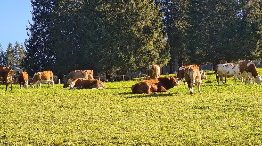 Furtwangen酒店住宿-Kolmenhof