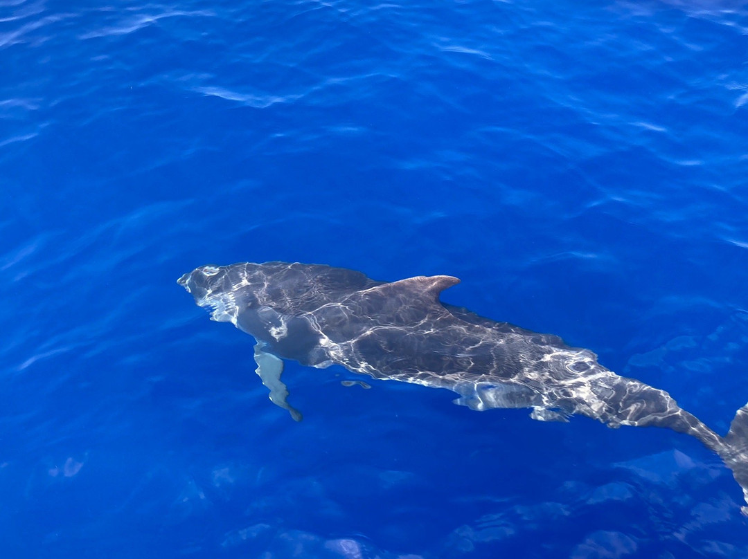 Lobosonda - Madeira Whale Watching景点图片