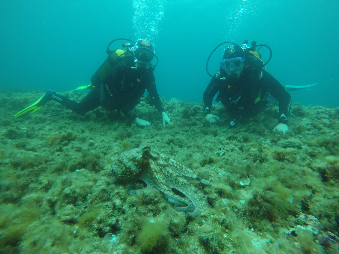 Fabrice Plongée-Sausset-les-Pins必去景点