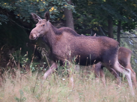 Moose Safari-赫尔辛基必去景点