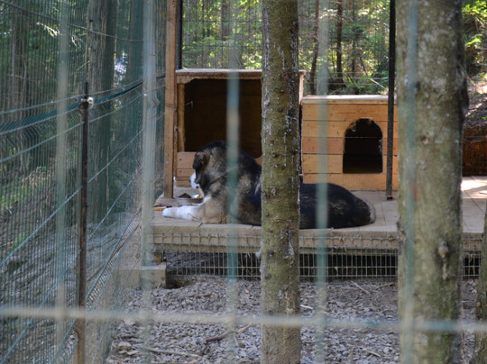 Vedmezhyi Dvir主图