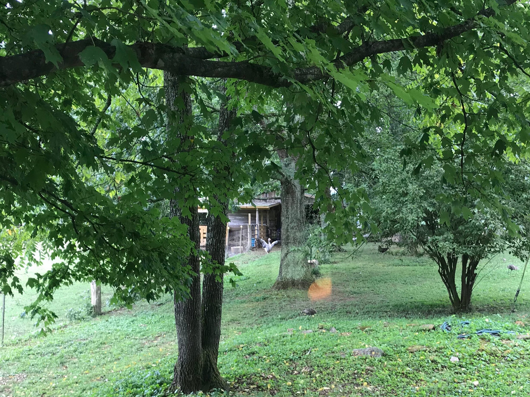 Mulberry Lavender Farm and B&B主图